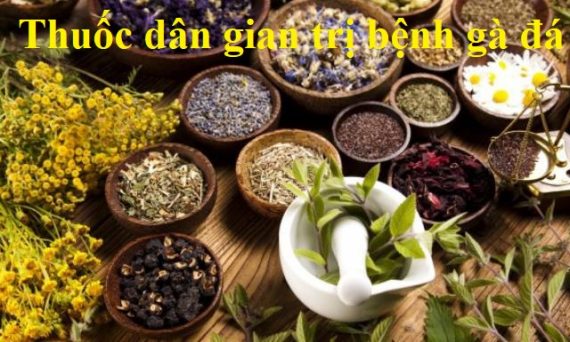 Thuốc dân gian trị bệnh cho gà hiệu quả nhất 50 thuốc dân gian
