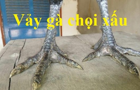 Xem vảy gà xấu cần tránh né trong chơi đá gà 40 vảy gà chọi xấu