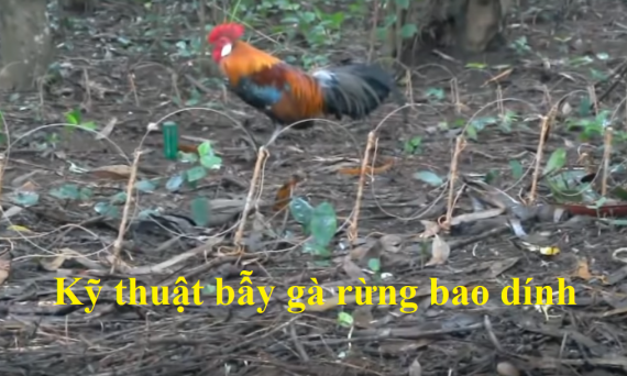 Cách bẫy gà rừng bao dính đảm bảo bắt được bổi 1 Bẫy gà rừng