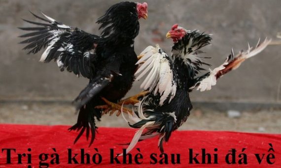 Trị dứt điểm gà thở khò khè sau khi đi đá về 11 Gà thở khò khè