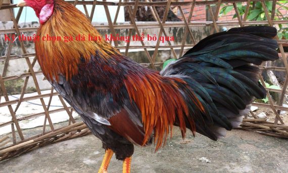 Bí kíp chọn gà đá hay không thể bỏ qua 32 Chọn gà đá hay