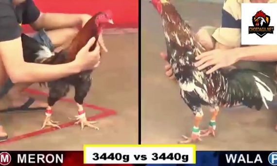 Chơi đá gà Campuchia - Trường gà trực tuyến 13 đá gà campuchia