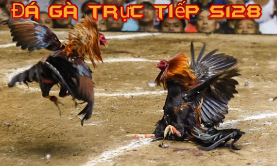 Chơi da ga S128 trực tuyến hàng đầu hiện nay 15 da ga s128