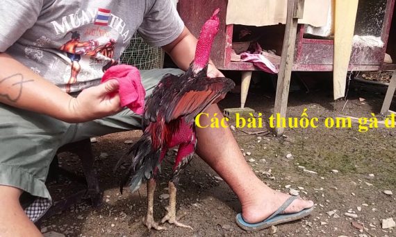 Tổng hợp các bài thuốc om gà chọi hiệu quả nhất 6 Thuốc om gà đá