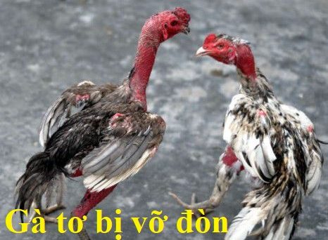 Gà tơ bị vỡ đòn và cách khắc phục hiệu quả 1 gà tơ bị vỡ đòn