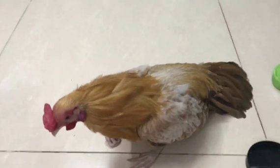 Trị gà liệt chân khỏi ngay tức thì cực hay 24 trị gà liệt chân