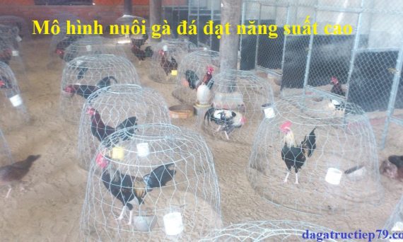 Chia sẽ mô hình nuôi gà đá đạt năng suất cao 29 mô hình nuôi gà đá