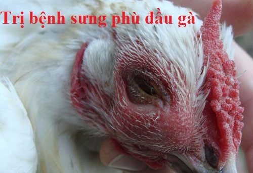 Cách trị gà sưng phù đầu dứt điểm hiệu quả nhất 20 bệnh sưng phù đầu gà