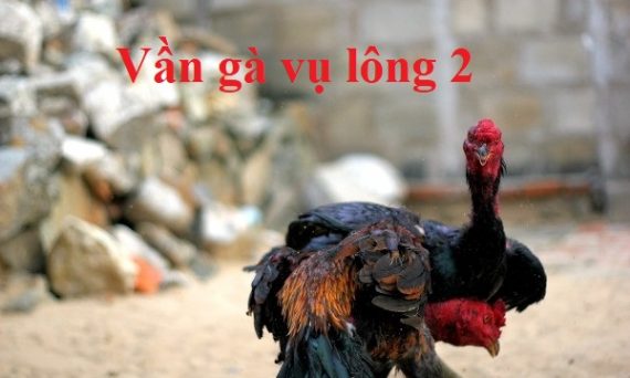Vần gà vụ lông hai đúng cách không làm hư gà 1 vần gà vụ 2