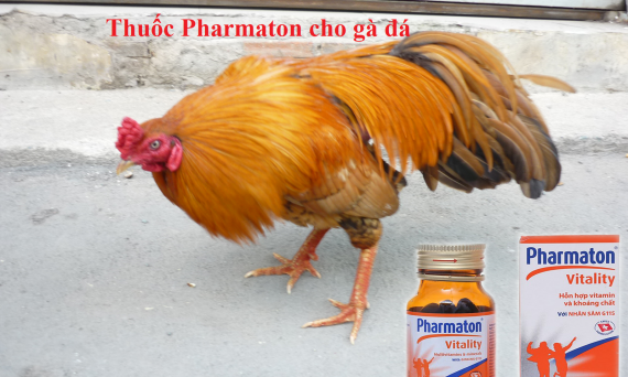 Công dụng của thuốc Pharmaton cho gà đá 1 thuốc Pharmaton cho gà đá