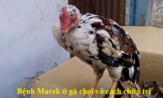Bệnh Marek ở gà chọi và cách chữa trị nhanh khỏi 32 Bệnh Marek ở gà chọi