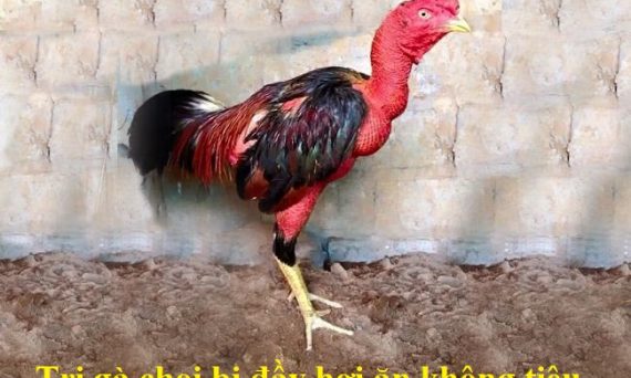 Gà chọi bị đầy hơi chướng diều và cách chữa trị 1 gà chọi bị đầy hơi