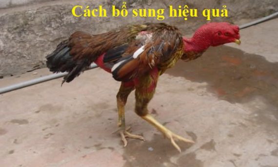 Cách nhận biết gà thiếu vitamin và cách bổ sung 1 gà thiếu vitamin