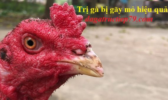 Cách trị gà đá bị gãy mỏ do sói bội hiệu quả 1 gà bị gãy mỏ