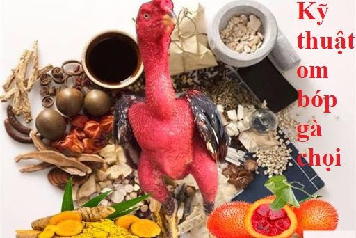 Kỹ thuật om gà chọi chuẩn nhất hiện nay 1 Kỹ thuật om bóp gà