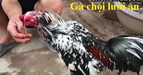 Gà chọi lười ăn và cách khắc phục hiệu quả 1 Gà chọi lười ăn