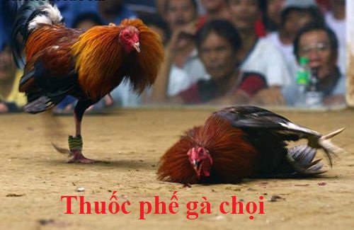 Chiêu trò dùng thuốc phế gà làm gà không đá được 7 Thuốc phế gà chọi