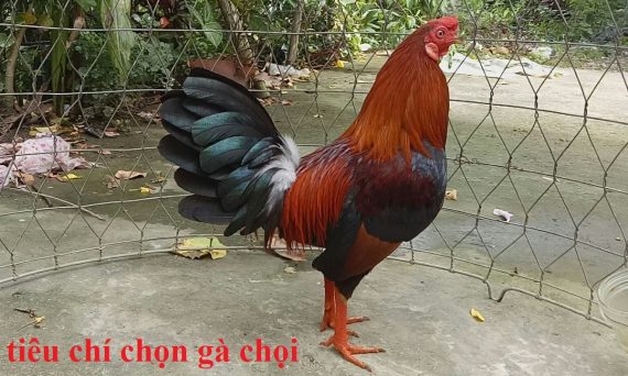 7 bước xem gà đá nhận biết gà đá hay hay không 21 chọn gà chọi hay