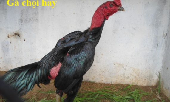 Tổng hợp gà chọi hay có tiếng của Việt Nam 12 Gà chọi hay