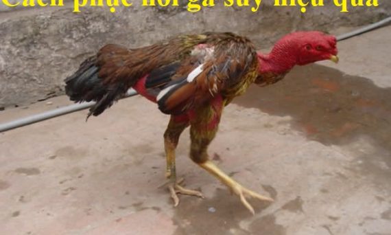 Kỹ thuật phục hồi gà suy hiệu quả nhất 55 phục hồi gà suy