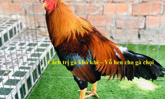 Cách trị và vỗ hen gà khò khè hiệu quả nhất 41 vỗ hen cho gà