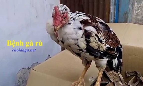 Bệnh gà rù nguyên nhân và cách chữa trị hiệu quả 16 Bệnh gà rù