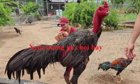 Xem tướng gà theo sách kinh kê gà chọi xưa 12 Xem tướng gà chọi hay