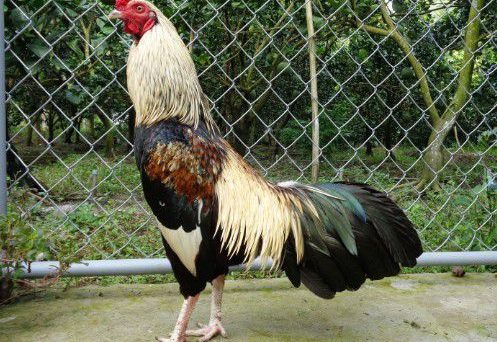 Trị dứt điểm gà chọi thở hốc và giảm cân cho gà 6 Chọn gà đá