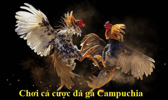Chơi cá cược đá gà Campuchia và những điều cần biết 52 cá cược đá gà campuchia