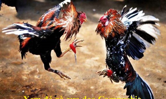 Đá gà cựa dao Campuchia - Web xem đá gà chất lượng 20 đá gà cựa dao campuchia