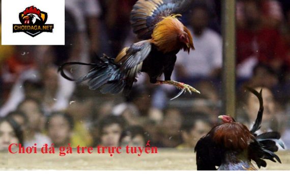 Chơi đá gà tre và những điều cần biết 17 chơi đá gà tre