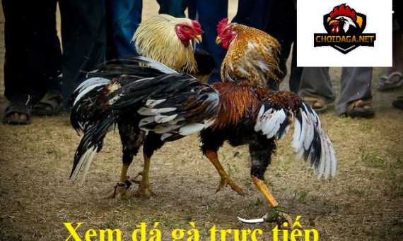 Đá gà Việt - Chơi đá gà cựa sắt trực tiếp và những bất cập 29 đá gà Việt