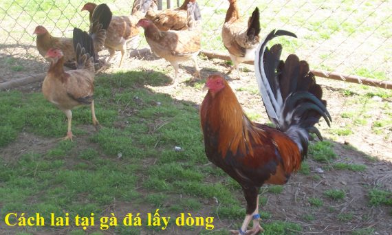 Lai tạo gà đá lấy dòng hiệu quả nhất hiện nay 11 lai tạo gà đá