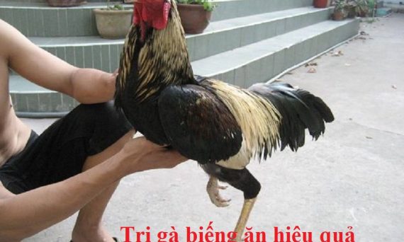 Gà biếng ăn và cách khắc phục hiệu quả 14 Gà biếng ăn