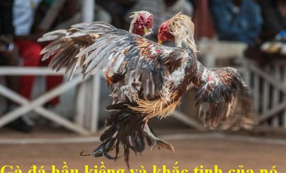 Gà đá hầu kiềng và 7 khắc tinh của lối đá hầu 26 gà đá hầu kiềng