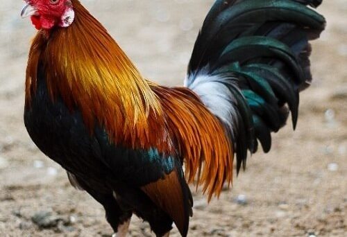 Gà tre đá và những kỹ thuật chọn giống cực hay 11 Gà tre đá