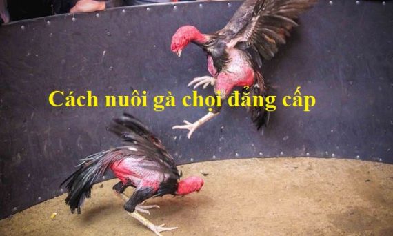 Nuôi gà chọi đẳng cấp trở thành chiến kê dũng mãnh 55 nuôi gà chọi đẳng cấp