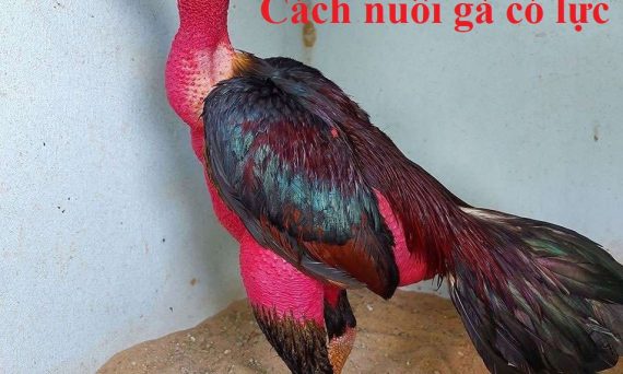 Gà chọi trở thành sát kê với công thức nuôi gà có lực 6 nuôi gà có lực