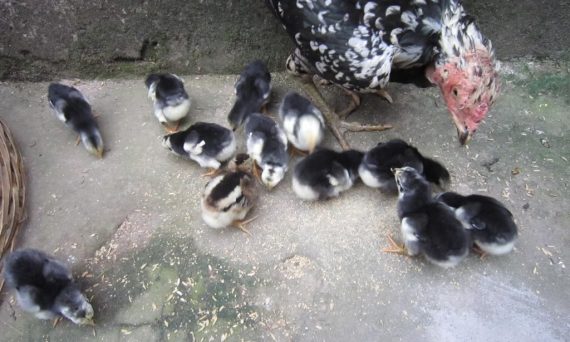 Nuôi gà chọi con giảm tỷ lệ tử vong cực hiệu quả 12 nuôi gà chọi con