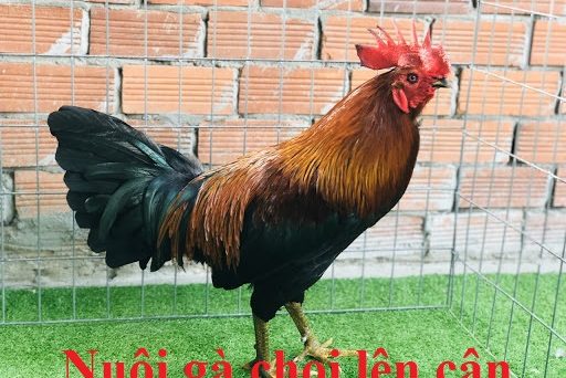 Cách nuôi gà chọi lên cân an toàn và hiệu quả 50 tăng cân cho gà chọi