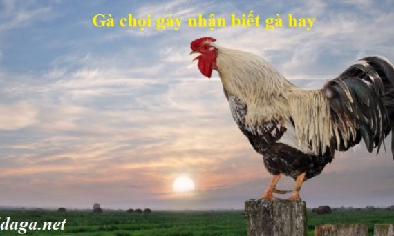 Gà chọi gáy nhận biết linh kê thần kê đẳng cấp 1 Gà chọi gáy