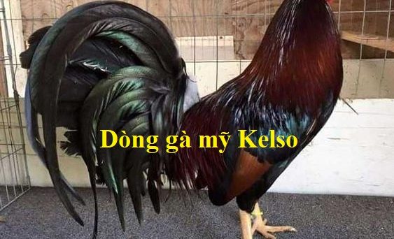 Gà mỹ Kelso và những thông tin về dòng gà này 1 gà mỹ kelso