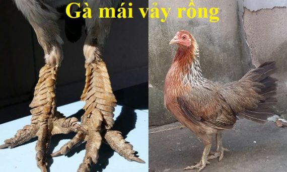 Gà mái vảy rồng và những thông tin cần biết 1 gà mái vảy rồng