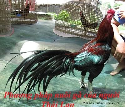 Phương pháp nuôi gà chọi của người Thái Lan 6 phương pháp nuôi gà
