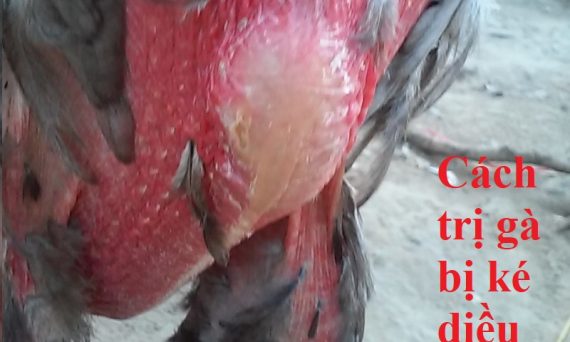 Gà bị ké diều và cách trị dứt điểm hiệu quả 8 gà bị ké diều
