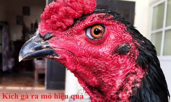 Kích gà ra mỏ nhanh trường hợp mỏ gà không đều 8 kích gà ra mỏ