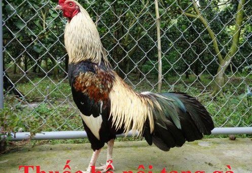 Thuốc bổ nội tạng gà đá giúp gà khỏe mạnh 1 Thuốc bổ nội tạng