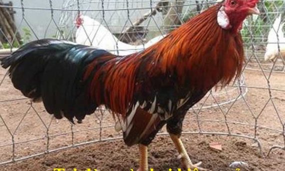 Cách trị đờm gà chọi một cách hiệu quả 29 Trị đờm gà chọi