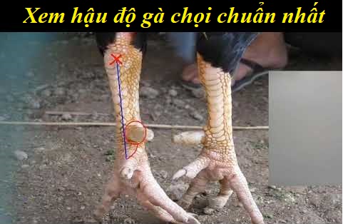 Xem hậu độ gà chọi chuẩn nhất hiện nay 5 Xem hậu độ