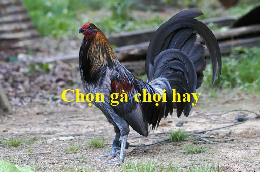 Bí kíp chọn gà chọi hay dành cho sư kê 6 chọi gà chọi